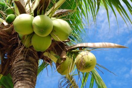 Ethically Sourced Products – Coconut Merchant