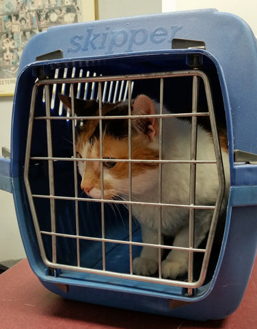 Cat in carrier at vet office