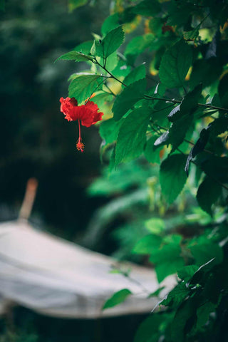 hibiscus tree with flower