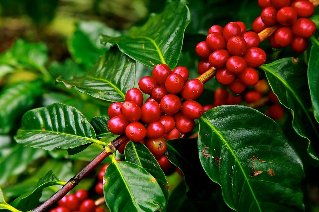 Bright red coffee cherries growing on coffee plant