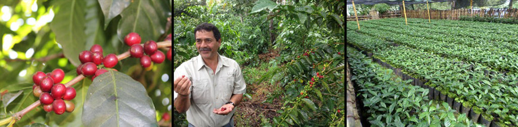 Ripe coffee cherries on branch. Coffee farmer in Guatemala. Coffee plants growing on farm. 