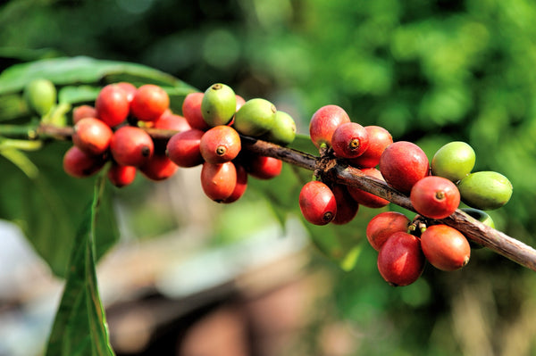 Coffee cherries have coffee beans which we roast to make non-GMO, organic RISE Brewing Co. nitro cold brew coffee in the Original Black, Blood Orange, and Lemonade flavors