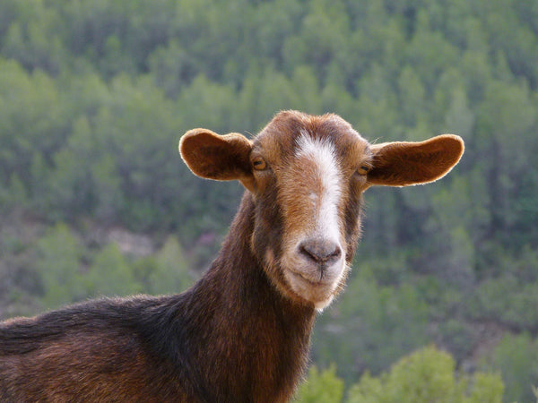 Goat who discovered the coffee cherry, which we use to make RISE nitro cold brew coffee in a can and in a keg