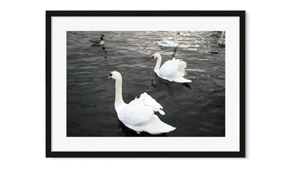 swan lake photography swan art print