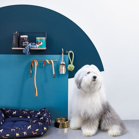 the dulux dog how to choose wall paint colours blue wall ideas