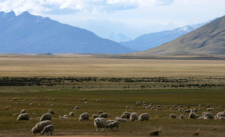 Patagonia Sheep