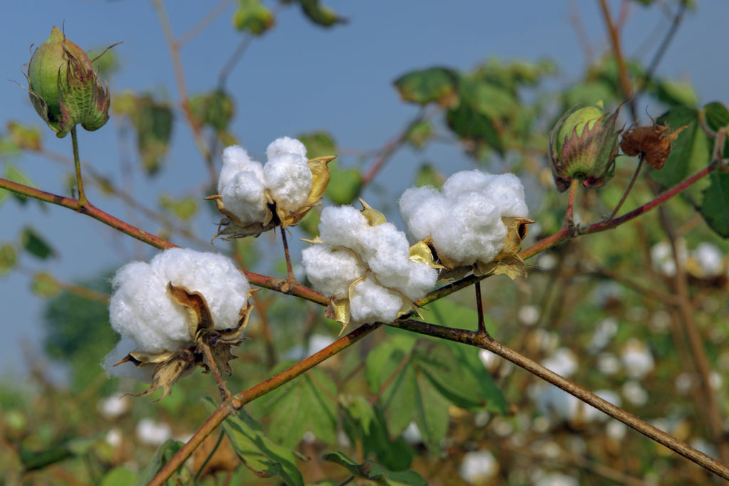 Why I Choose to Use Organic Cotton