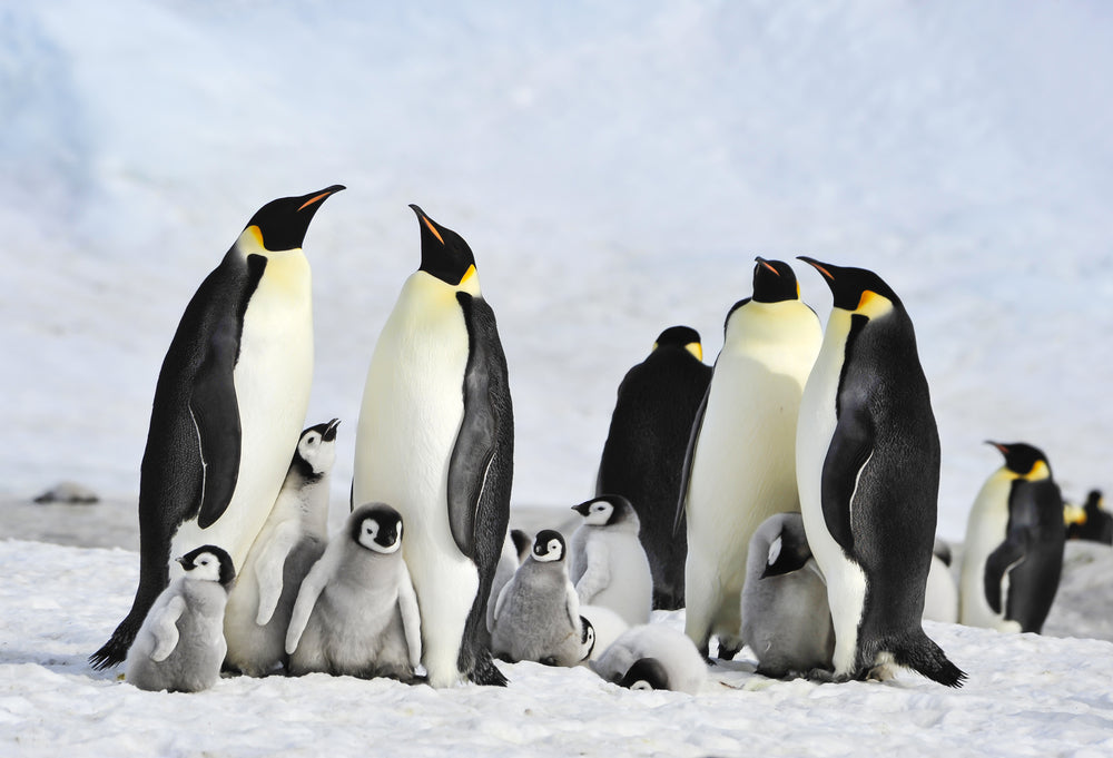 Addressing climate change to save the penguin population 