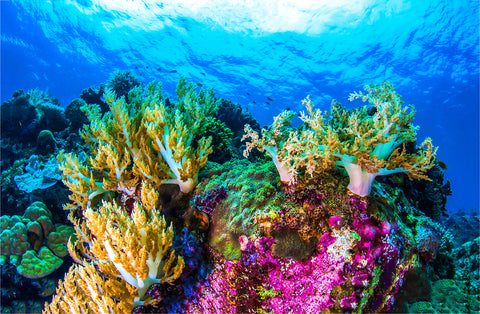 Low genetic diversity and predation threaten a rediscovered marine sponge