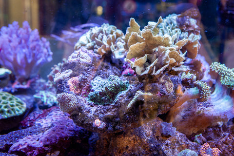 Coral Threats
