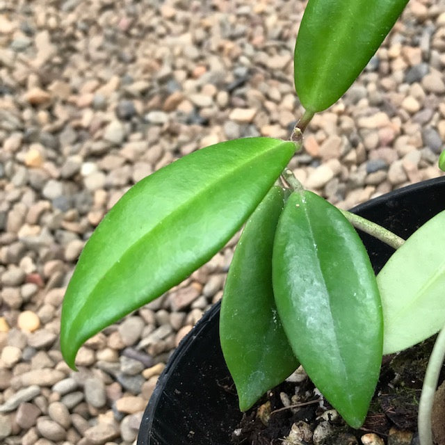 Hoya Australis Ssp Sanae Iml 0171 H278 Hoya Store Australia