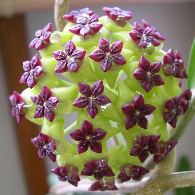 Hoya cinnamomifolia H33 - Hoya Store Australia