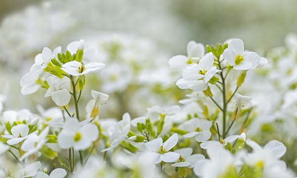 Sweet Alyssum