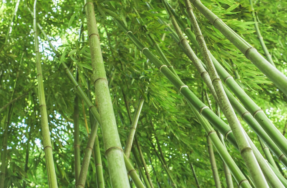 Bamboo | Magic Molecule Co.