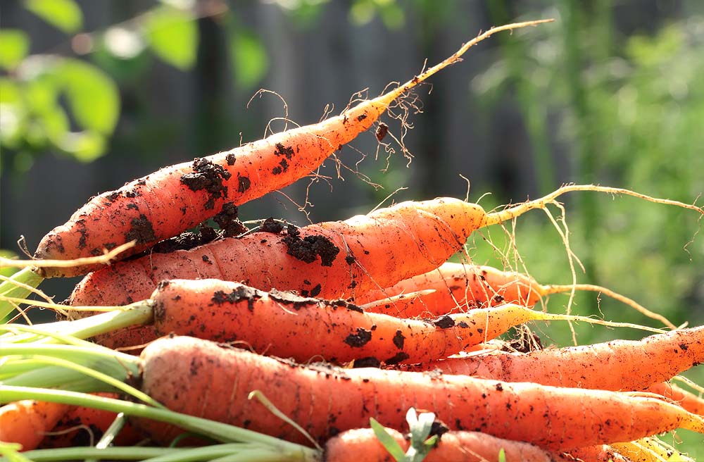 Fresh Carrots