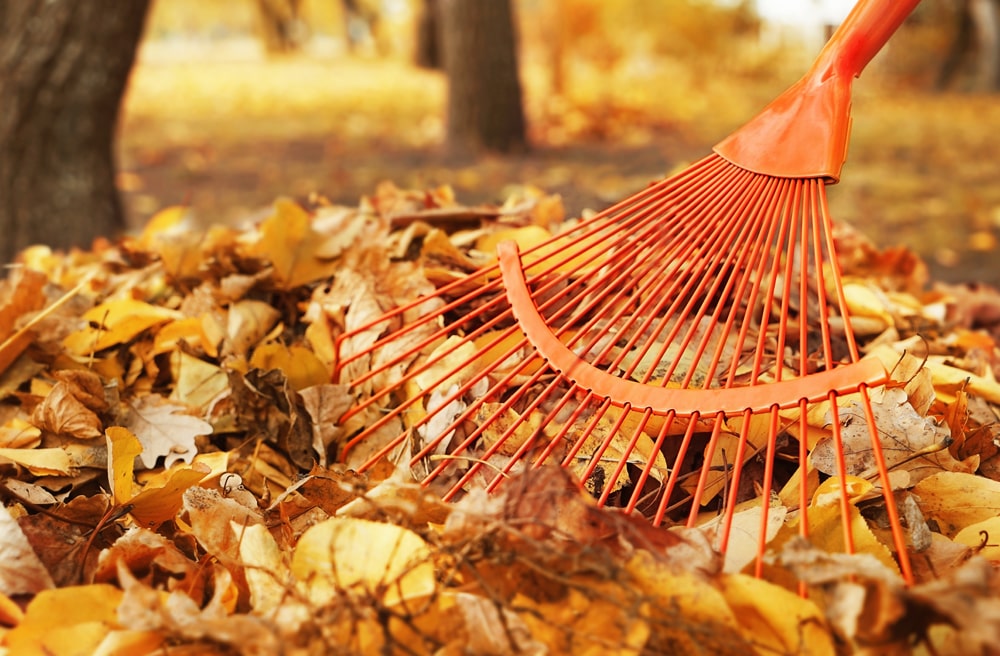 Collecting Leaves