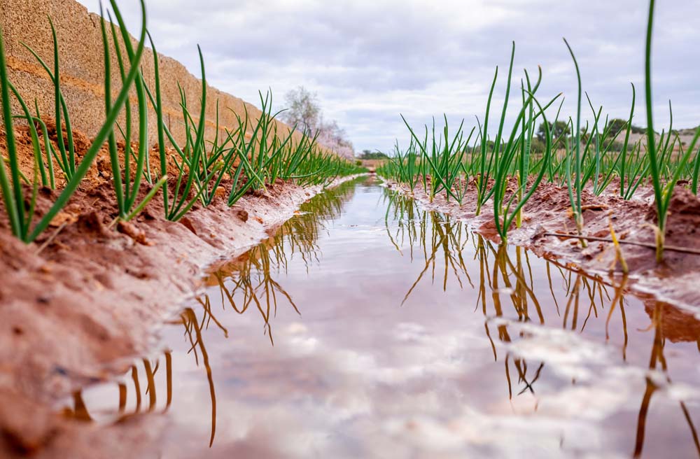 Flooded Fields