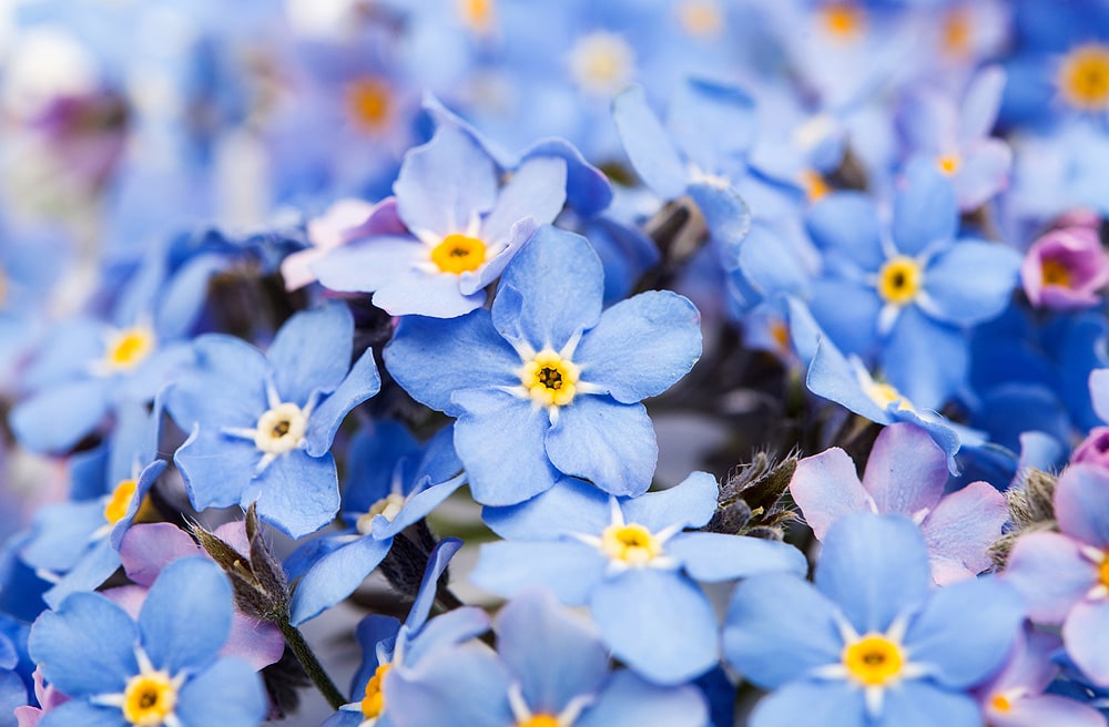 Forget-me-not