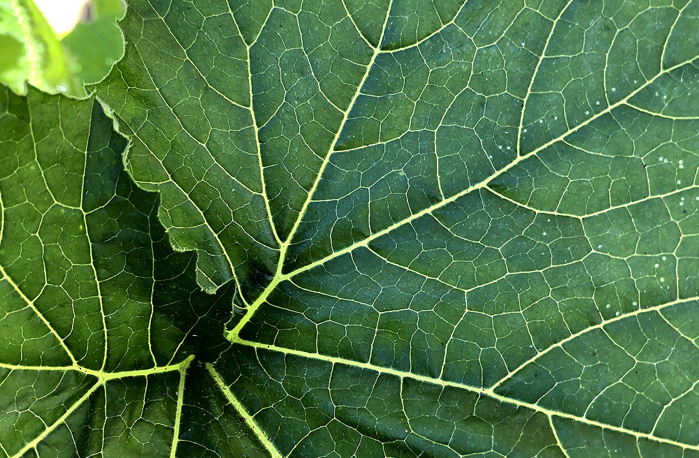 Green Leaf close-up
