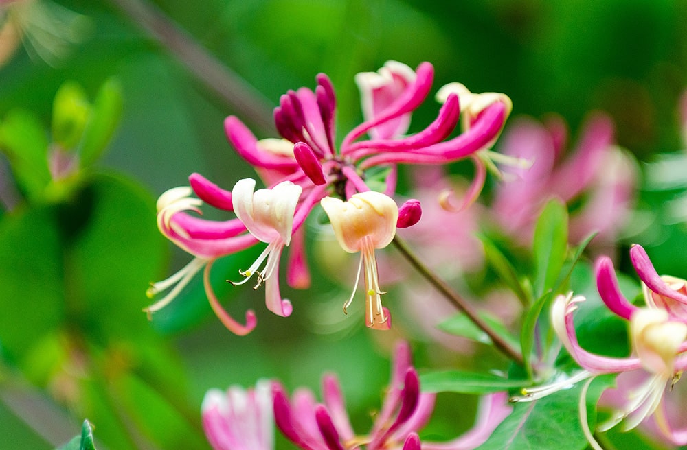 Honeysuckle