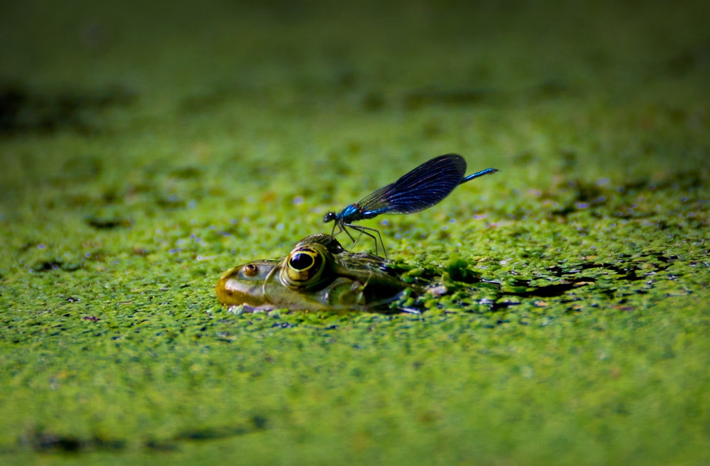 Insects on pond