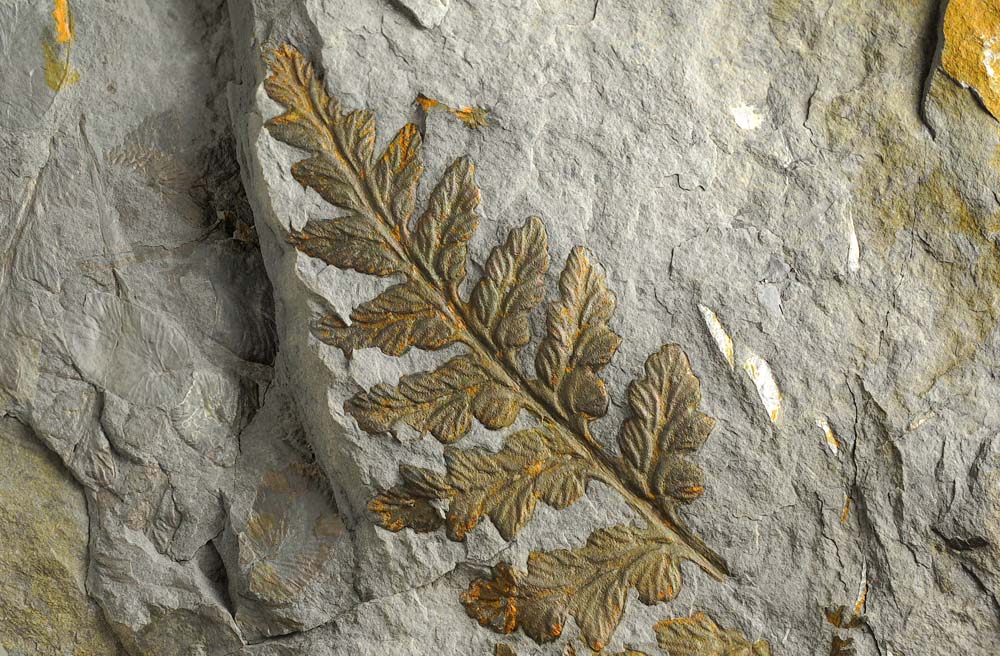 Fossilised Plant