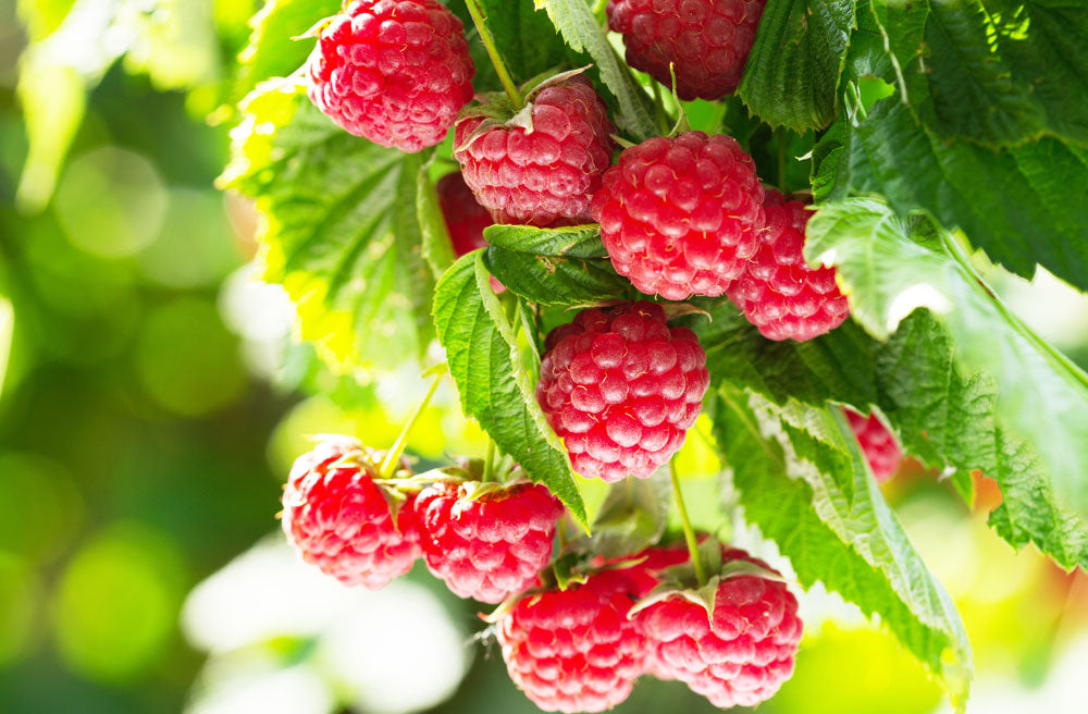 Raspberries