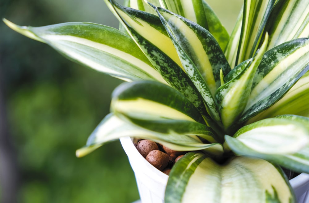 Snake Plant