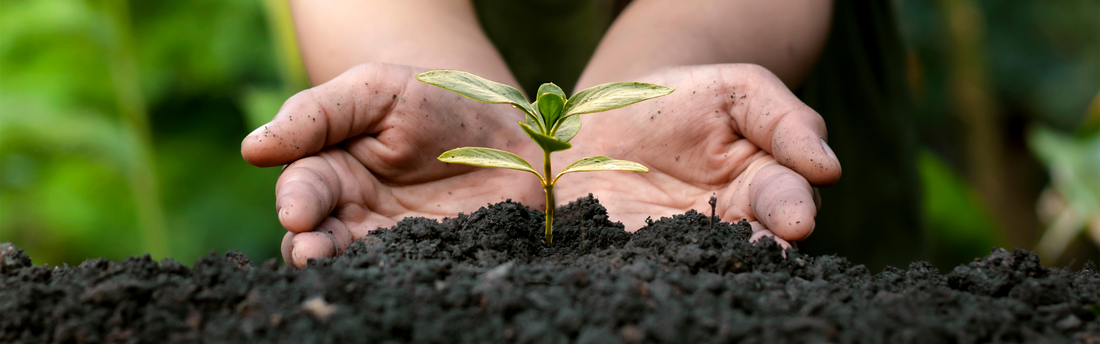 person planting a sapling 