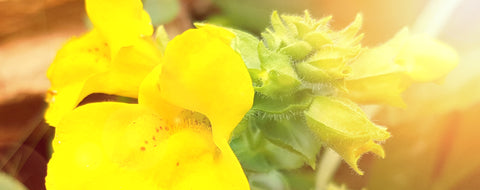 Bach flower Nr. 20 Mimulus Dr. Bach Lemon Pharma