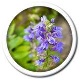 Hyssop