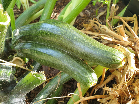 Fasciated zucchini