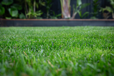 Grass closeup