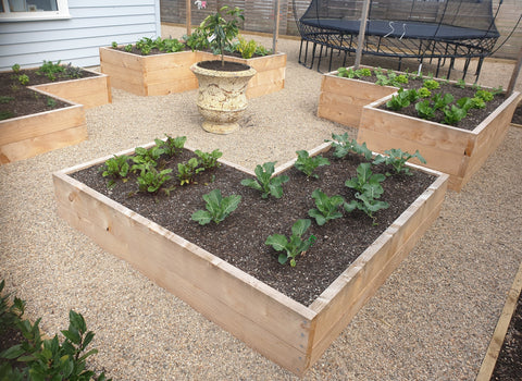 finished raised vegetable beds