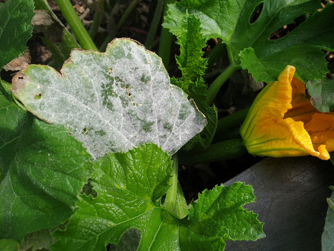 Powdery Mildew