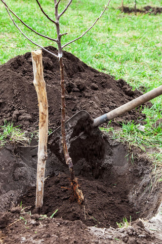 Tree planting