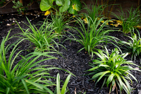 Mulch plants