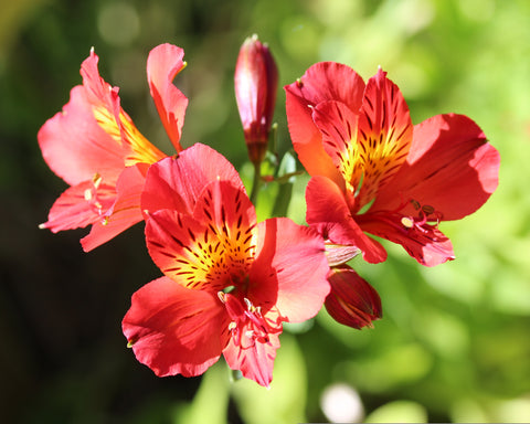 Peruvian Lily