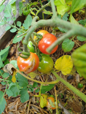 Split tomatoes