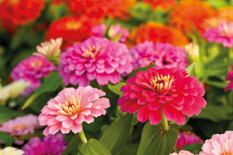 Zinnias