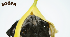 are frozen bananas safe for dogs