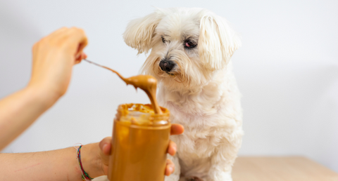 How Long Does It Take For Dogs To Digest Food? | Soopa Pets