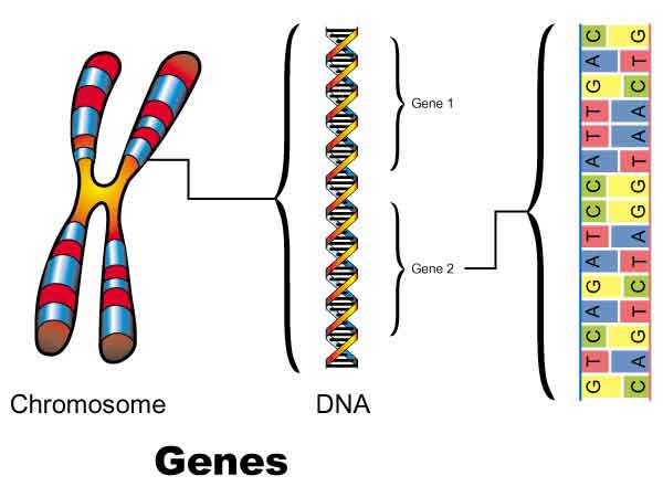 What Are Genes Made Of Genes Are Segments Of The Dna Sequence Melixgx