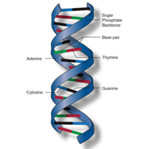 What is a strand of DNA? – MelixGX