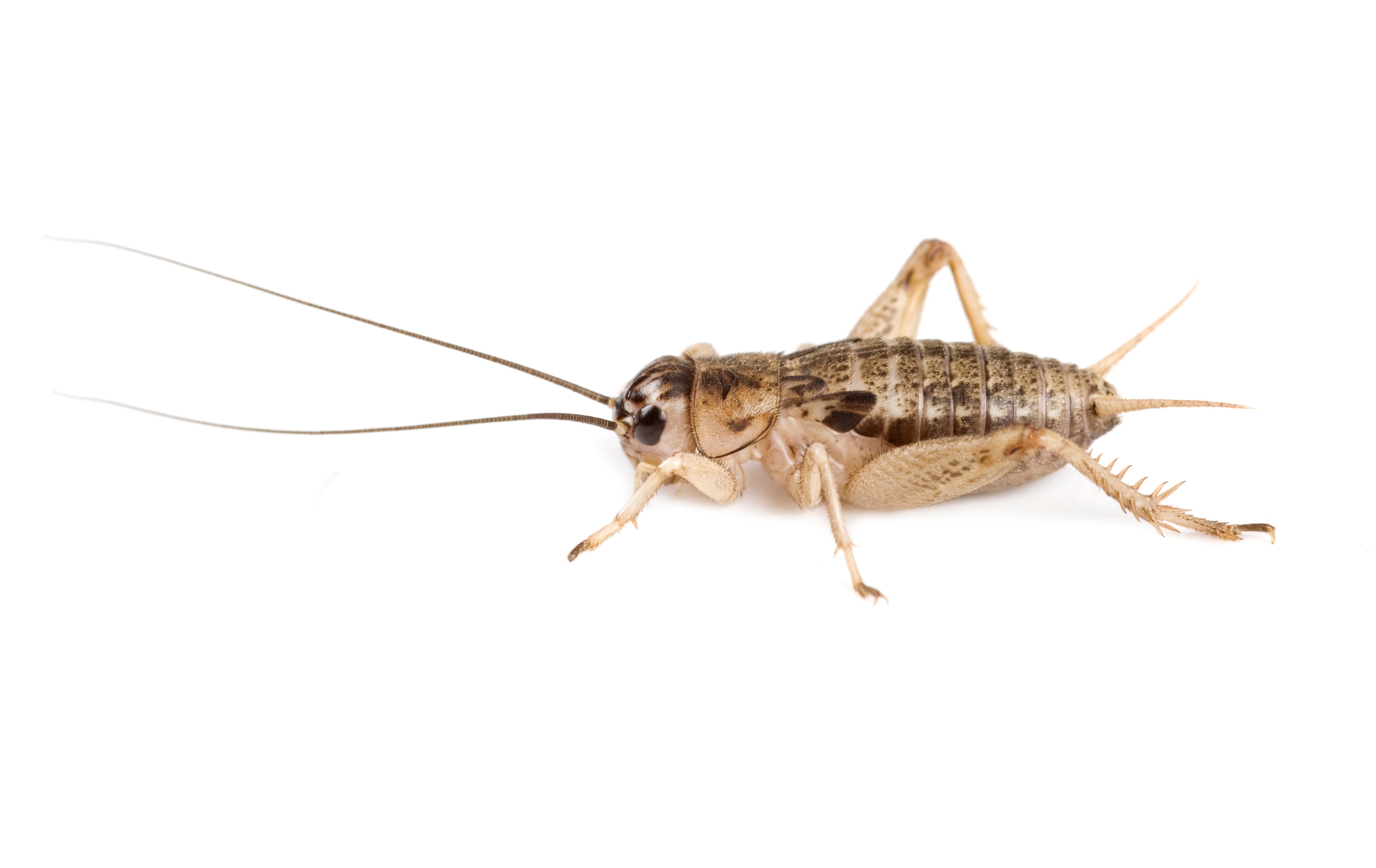 Caring For Live Crickets Ovipost