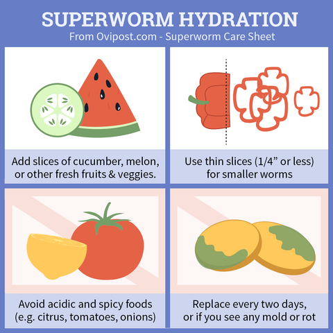 Superworm hydration tips