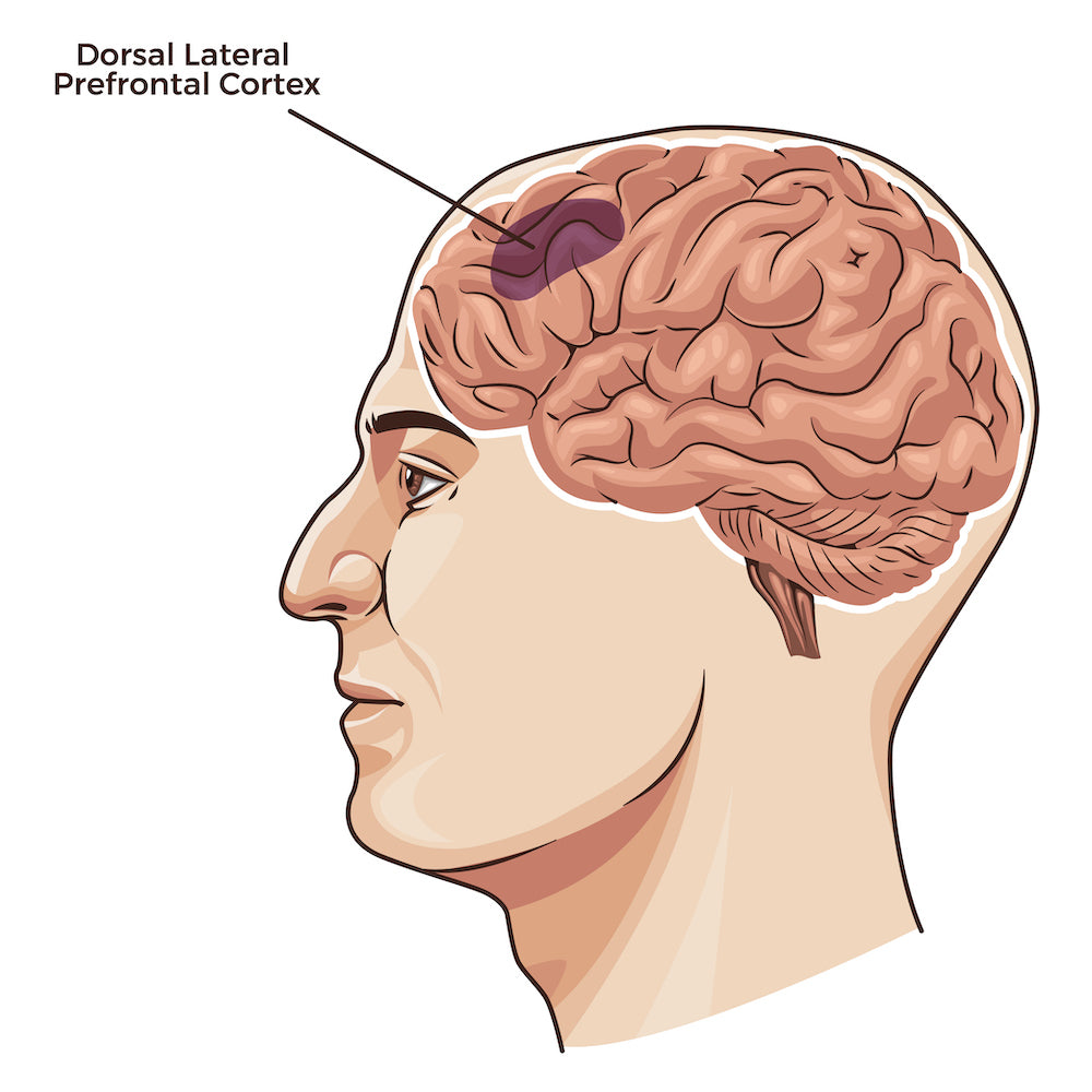 dorsolateral prefrontal cortex - DLPFC - TMS treatment location for depression