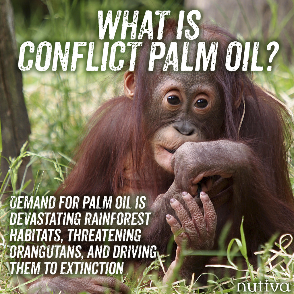 What You Need to Know About Palm Oil