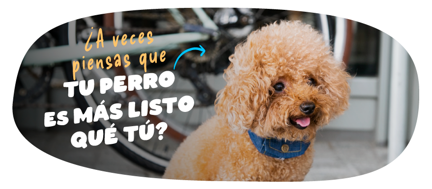 las razas más listas del mundo canino