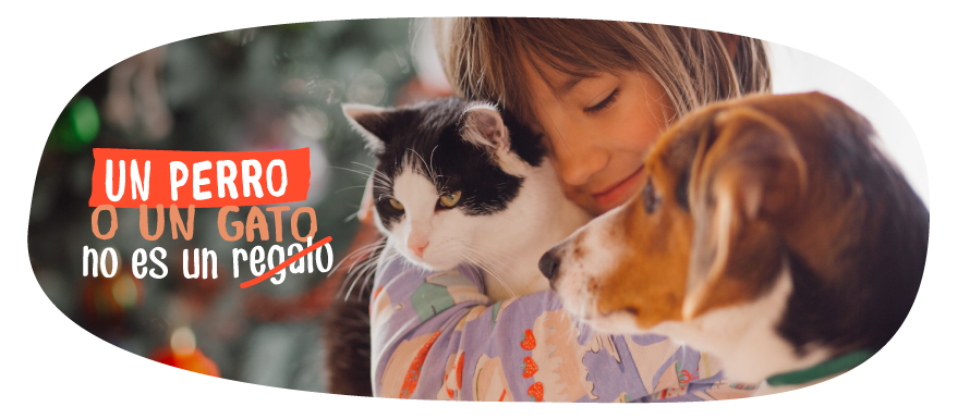 Un perro o un gato no son regalos de navidad